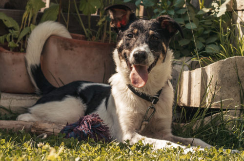 Pflegehund