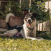 Pflegehund